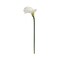 20" Cream Calla Lily Stem - 24-Pack, Real Touch Blooms, Elegant Floral Décor, Perfect for Arrangements, Events & Home - Ideal for All Seasons, Floral Home by Artificial Flowers